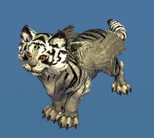 Minicachorro de tigris blanco.jpg