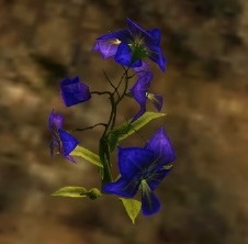 Archivo:Orquídea de Shing Jea.jpg