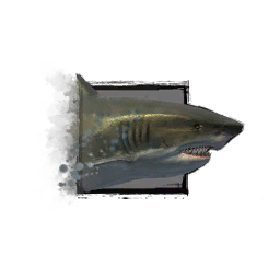 Archivo:Tiburón adolescente.png