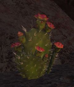 Archivo:Cactus aromático.jpg