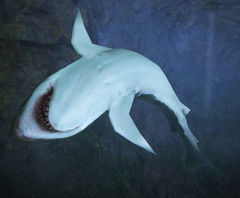 Archivo:Tiburón antiguo Pistrix.jpg