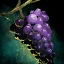 Archivo:Montón de uvas excepcionales.png