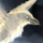 Archivo:Miniatura de Svelicht el Cuervo de la Niebla.png