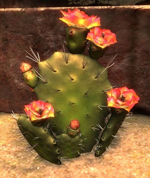 Archivo:Cactus.jpg