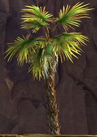 Palmera.jpg