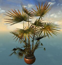 Palmera de abanico en tiesto.jpg