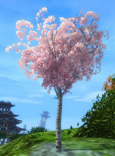 Archivo:Pimpollo de flor de cerezo.jpg