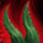 Aloe de Mamnoon.png