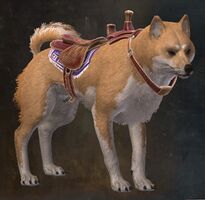 Shiba del desierto.jpg