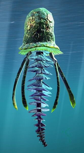 Archivo:Medusa arcoíris adolescente.jpg
